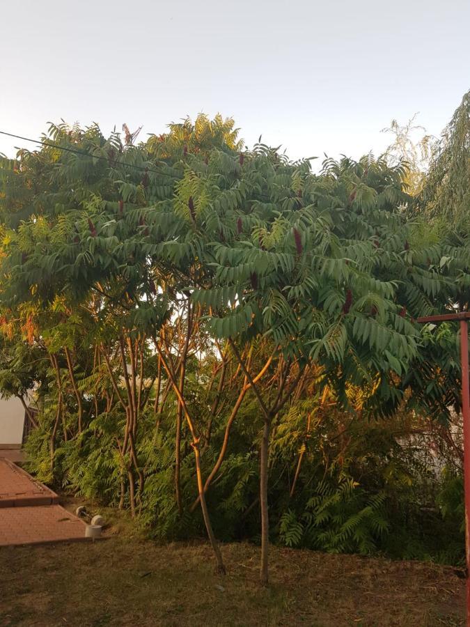 Vila Sura Razoare Sighişoara Dış mekan fotoğraf